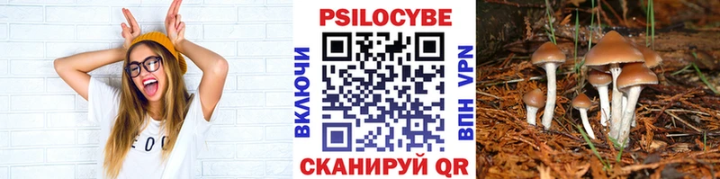 как найти закладки  мега tor  Псилоцибиновые грибы Psilocybine cubensis  Славгород 